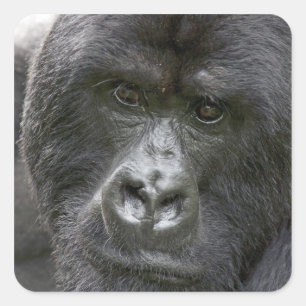 Vulkano's NP, Rwanda, Mountain Gorillas Vierkante Sticker