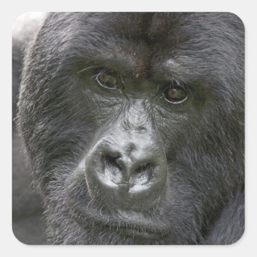Vulkano's NP, Rwanda, Mountain Gorillas Vierkante Sticker (Voorkant)