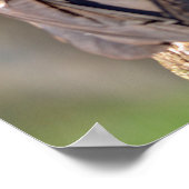 Vulpen van Turkije op de romp Poster (Hoek)