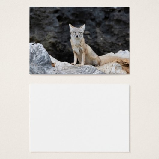 Vulpes corsac (Devant & derrière)