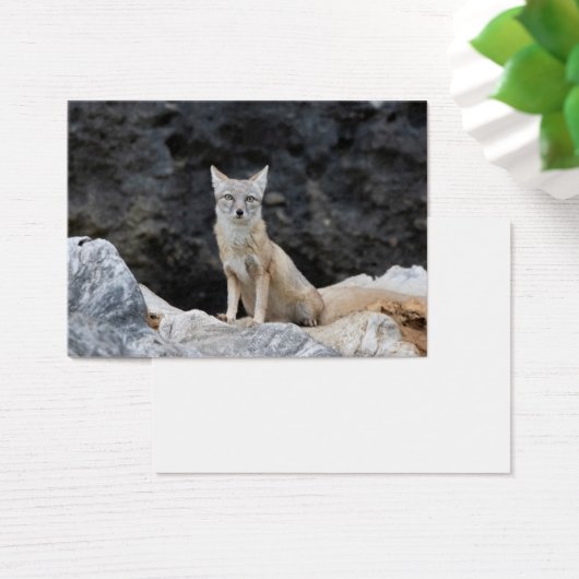 Vulpes corsac (Bureau)