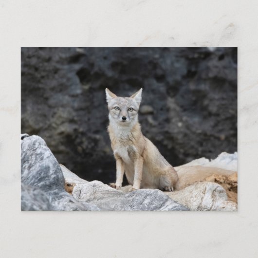 Vulpes corsac briefkaart (Voorkant)