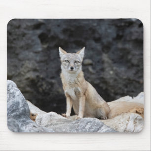 Vulpes corsac muismat