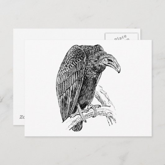 Vulture Bird Realistic Sketch Briefkaart (Voorkant / Achterkant)