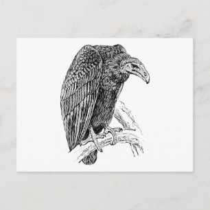 Vulture Bird Realistic Sketch Briefkaart