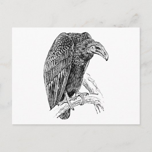 Vulture Bird Realistic Sketch Briefkaart (Voorkant)