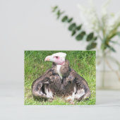VULTURE BIRD VAN PREY BRIEFKAART (Staand voorkant)