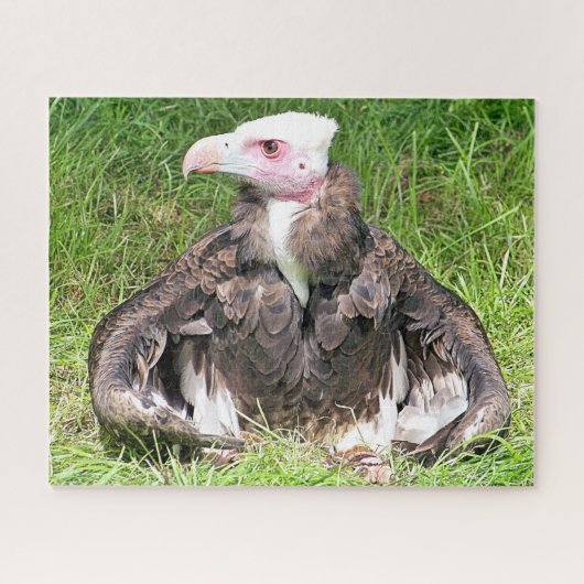 VULTURE BIRD VAN PREY LEGPUZZEL (Horizontaal)