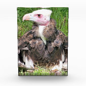 VULTURE FOTOBLOKKEN (Voorkant)