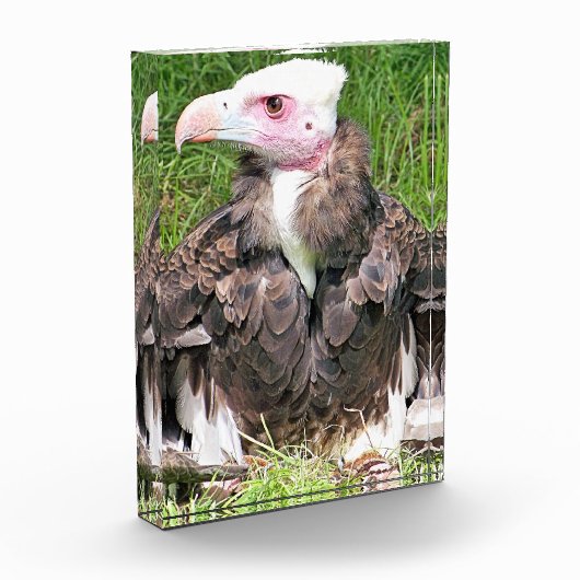 VULTURE FOTOBLOKKEN (Links)