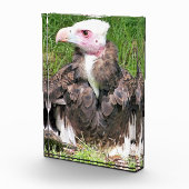 VULTURE FOTOBLOKKEN (Rechts)