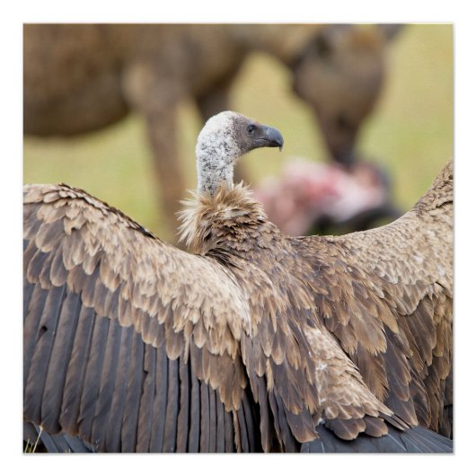 Vulture & Hyena Perfect Poster (Voorkant)