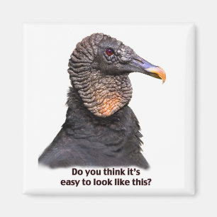 Vulture Magnet Magneet