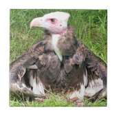 VULTURE TEGELTJE (Voorkant)