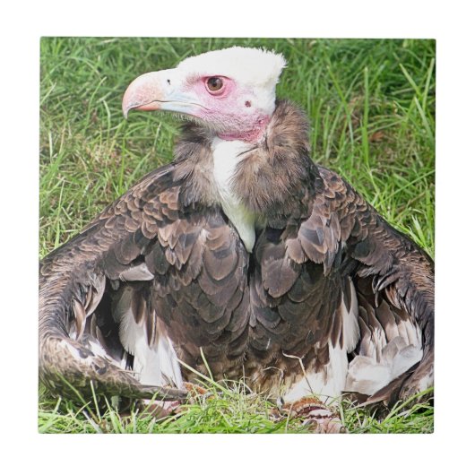 VULTURE TEGELTJE (Voorkant)