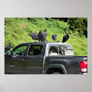 Vulturen op een Poster met vrachtwagen