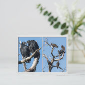 Vultures Briefkaart (Staand voorkant)