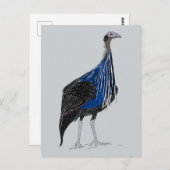 Vulturine Guineafowl Briefkaart (Voorkant / Achterkant)