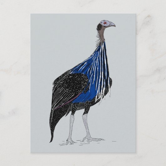Vulturine Guineafowl Briefkaart (Voorkant)