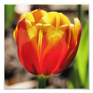 Vurige Oranje Gele Tulpenbloem Close Up 8x8 Foto Afdruk