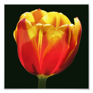 Vurige Oranje Gele Tulpenbloem Close Up 8x8 Foto Afdruk