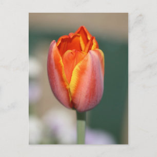 Vuurventilator Briefkaart