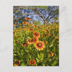 Vuurvliegers Gaillardia pulchella) Briefkaart
