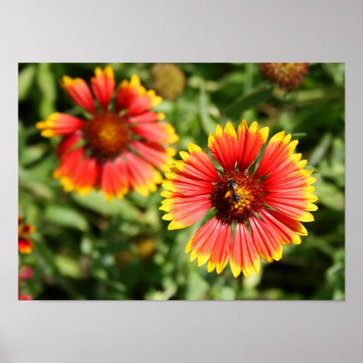 Vuurwiel - Sundance Wilde Bloem Poster (Voorkant)