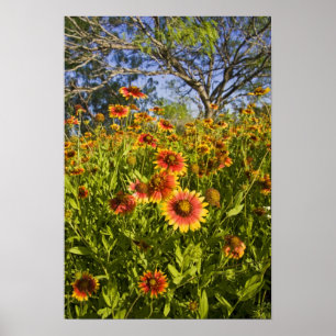 Vuurwielen Gaillardia pulchella) wilde bloemen Poster