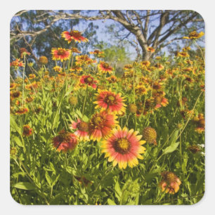 Vuurwielen Gaillardia pulchella) wilde bloemen Vierkante Sticker