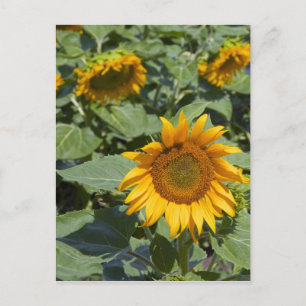WA, Kittitas County, Zonnebloemveld Briefkaart