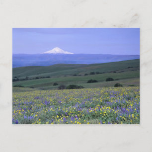WA, Klickitat County, Dalles Mountain Ranch Briefkaart