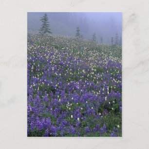 WA, Mt. Rainier NP, Lupine en Bistort-weide Briefkaart