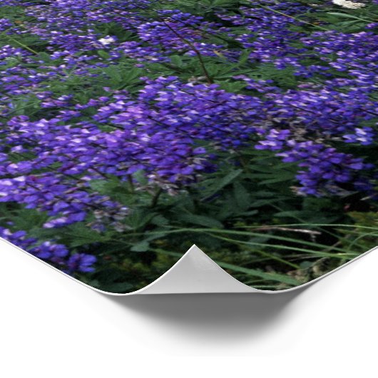 WA, Mt. Rainier NP, Lupine en Bistort-weide Poster (Hoek)