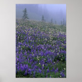 WA, Mt. Rainier NP, Lupine en Bistort-weide Poster (Voorkant)