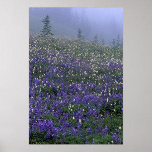 WA, Mt. Rainier NP, Lupine en Bistort-weide Poster