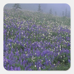 WA, Mt. Rainier NP, Lupine- en Bistortweide Vierkante Sticker