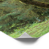 WA, Olympic NP, Hoh Rain Forest, Hall of Poster (Hoek)