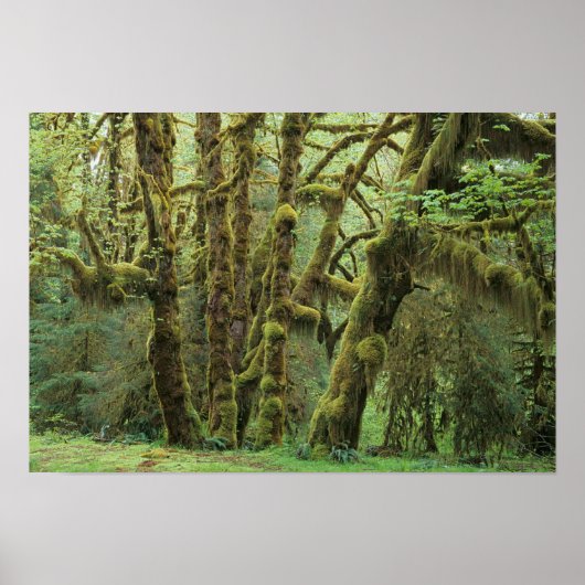 WA, Olympic NP, Hoh Rain Forest, Hall of Poster (Voorkant)
