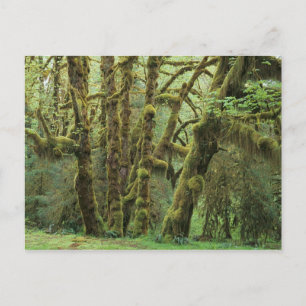 WA, Olympic NP, Hoh regenwoud, Hall of Briefkaart