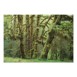 WA, Olympic NP, Hoh-regenwoud, Hall of Foto Afdruk