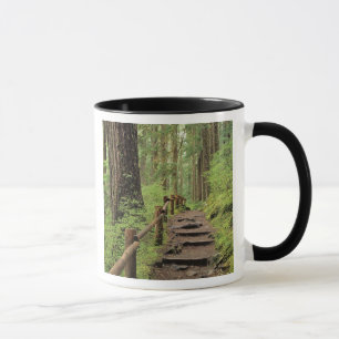 WA, Olympic NP, Sol Duc-vallei, regenwoud Mok