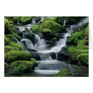 WA, Olympic NP, Sol Duc-vallei, stroom met