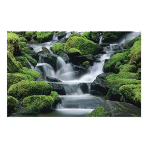 WA, Olympic NP, Sol Duc Valley, beek met Foto Afdruk