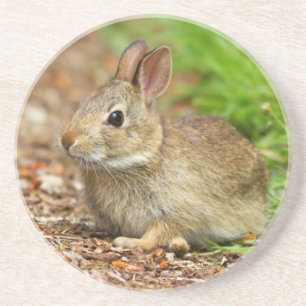 WA, Redmond, Oost-Amerikaanse konijn baby konijn Zandsteen Onderzetter
