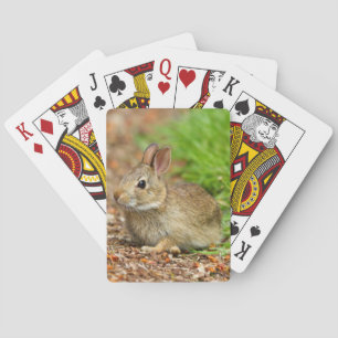 WA, Redmond, Oostelijke katoenstaart baby konijn Pokerkaarten