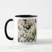 WA, Skagit-vallei, Daffodilpatroon Mok (Links)