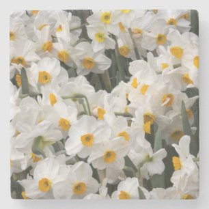 WA, Skagit Valley, Narcissenpatroon Stenen Onderzetter