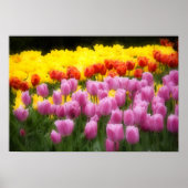 WA, Skagit Valley, Roozengaarde Tulip Garden, 2 Poster (Voorkant)