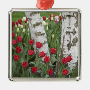 WA, Skagit Valley, Roozengaarde Tulip Garden Metalen Ornament